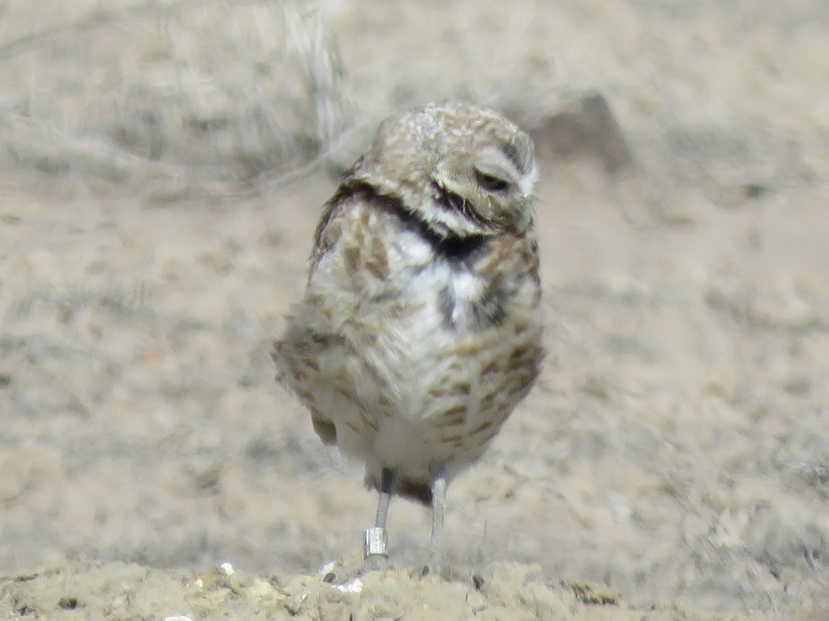 Burrowing Owl - ML638378094