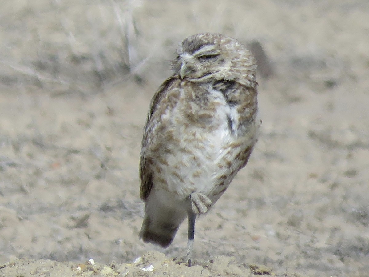 Burrowing Owl - ML638378095