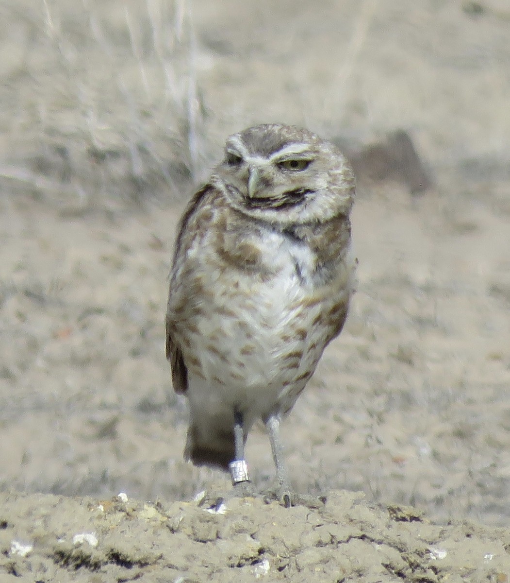 Burrowing Owl - ML638378096