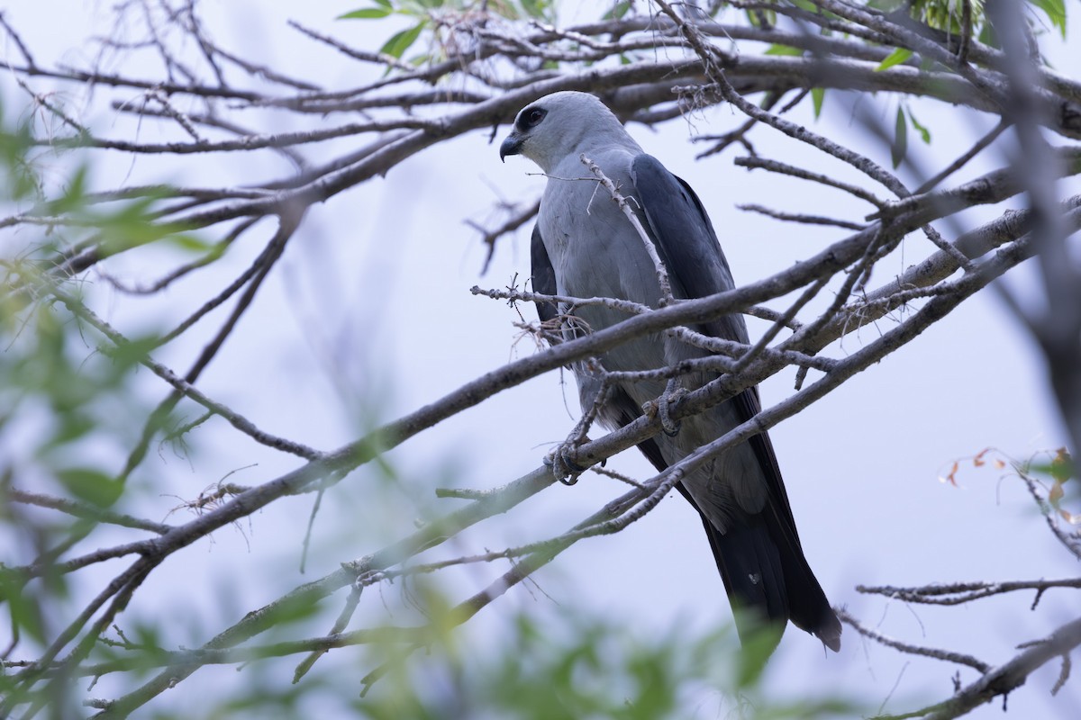 Mississippi Kite - ML638378100