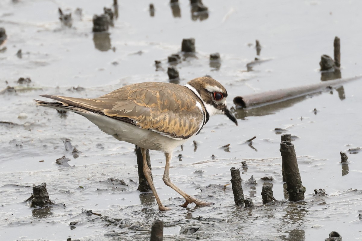 Killdeer - ML638378101