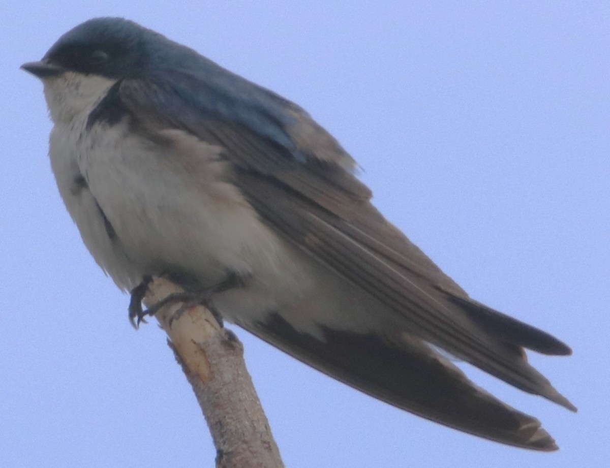 Tree Swallow - ML638378103