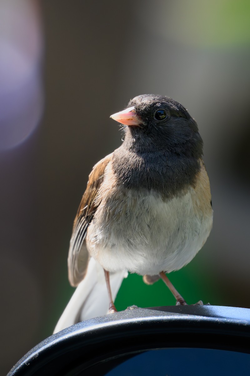 Junco Ojioscuro - ML638378104