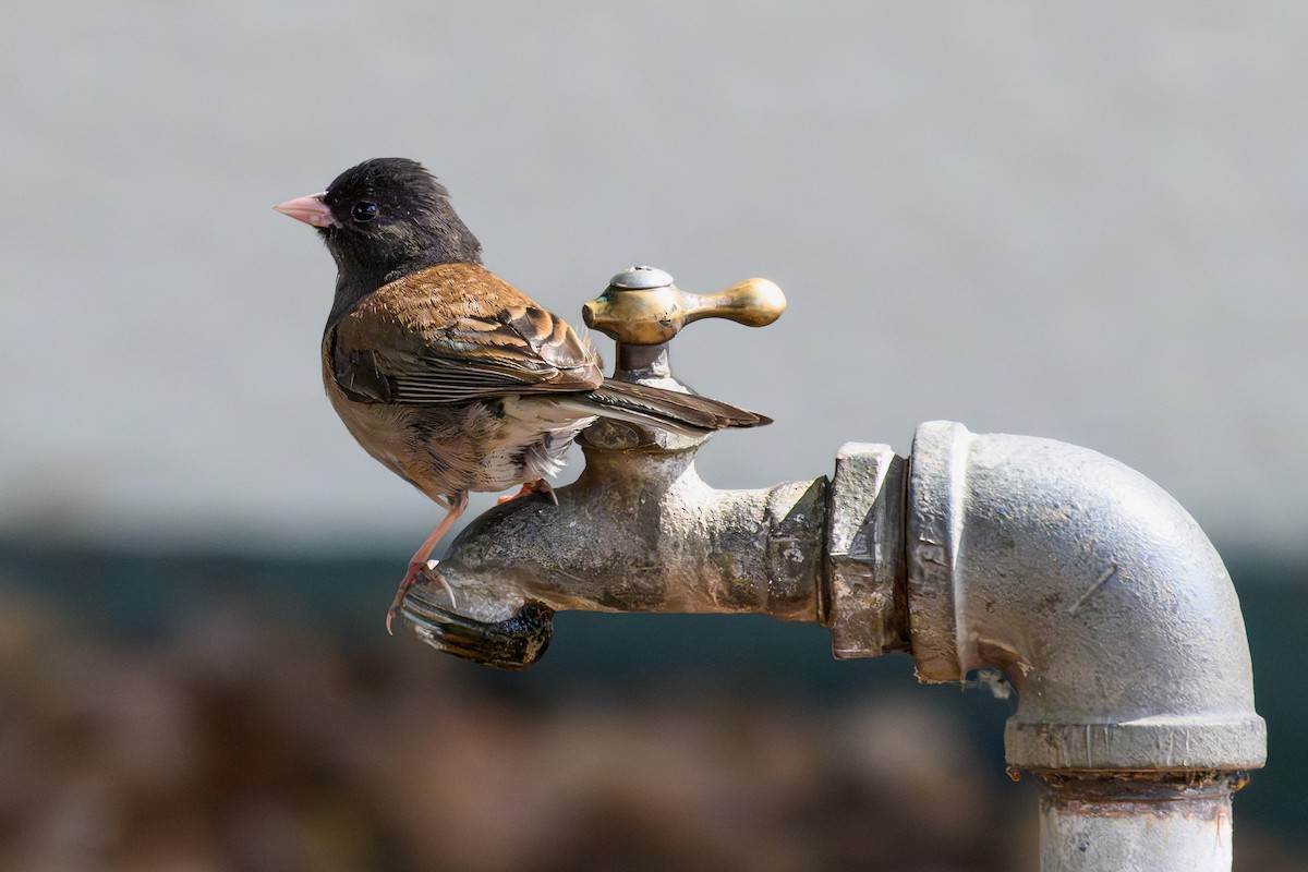 Junco Ojioscuro - ML638378105