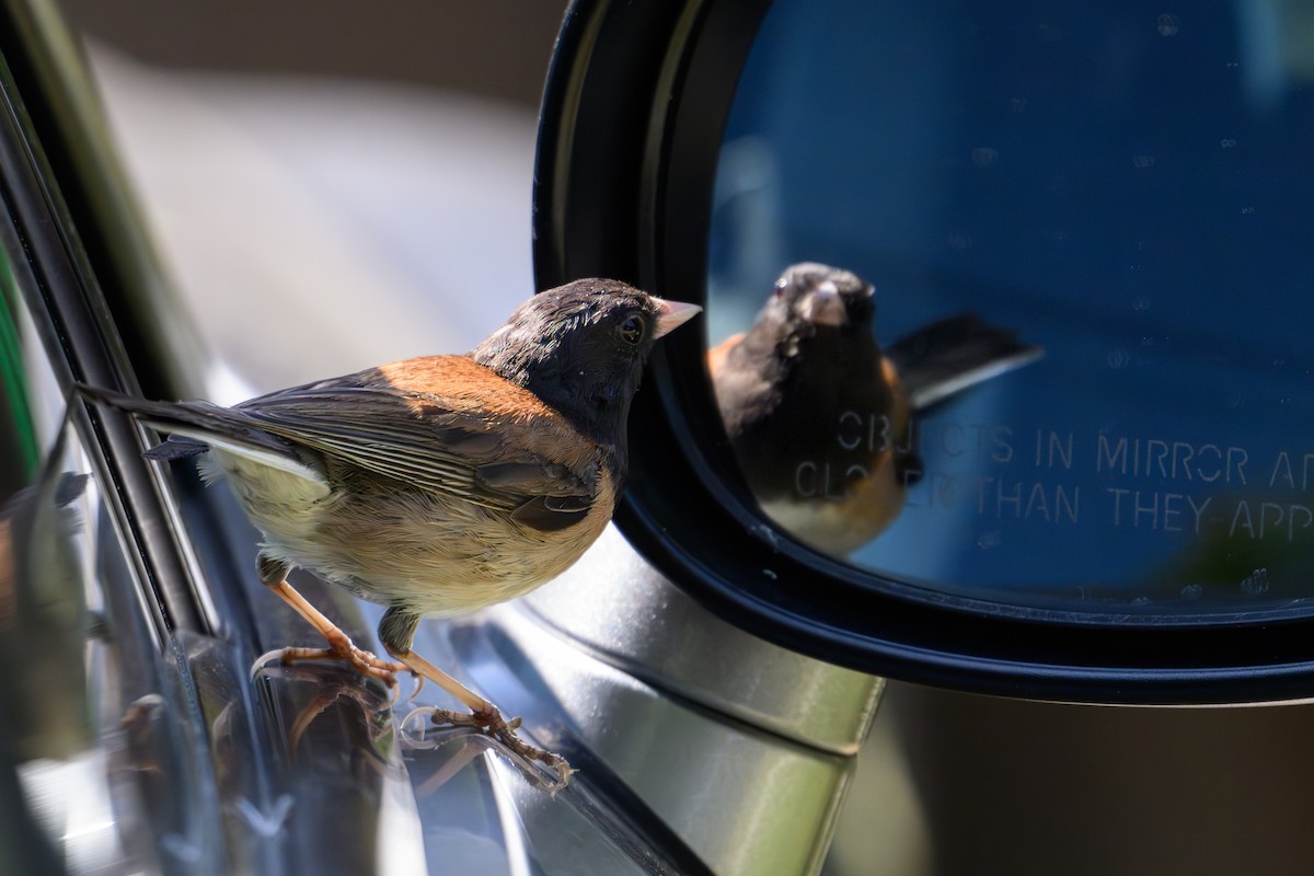 Junco Ojioscuro - ML638378107