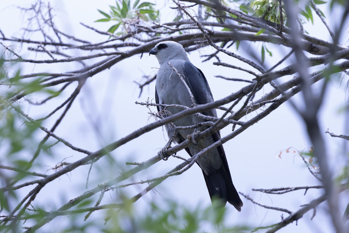 Mississippi Kite - ML638378109