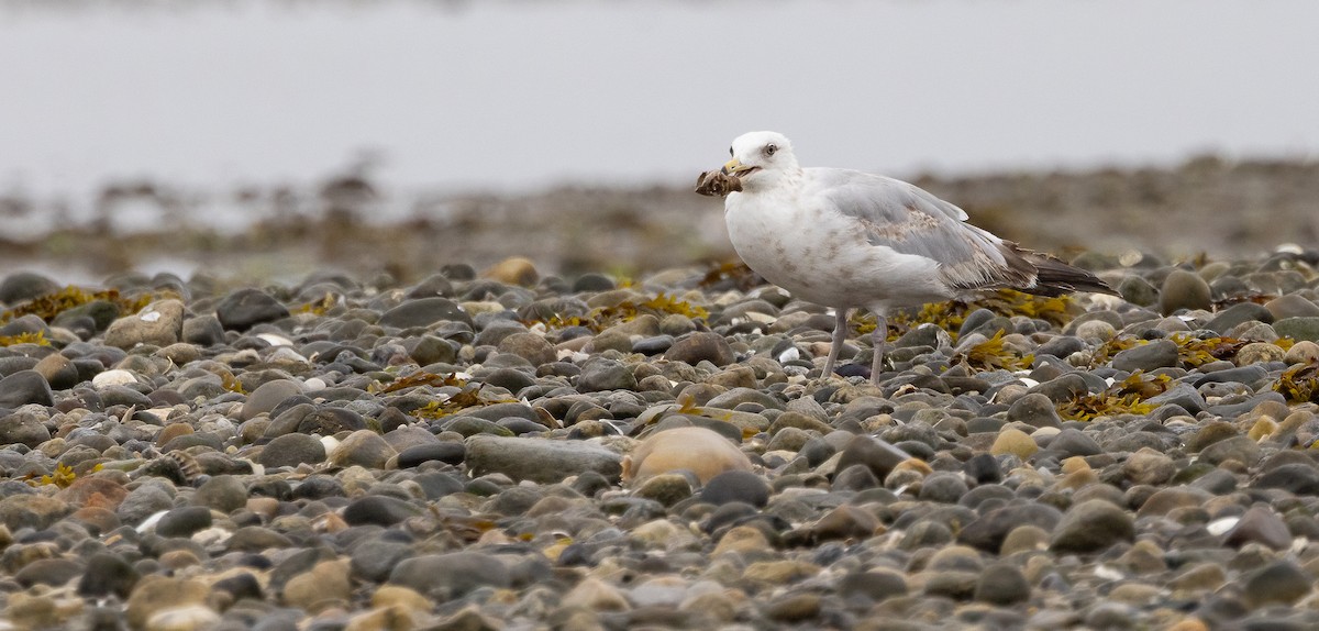 American Herring Gull - ML638378125