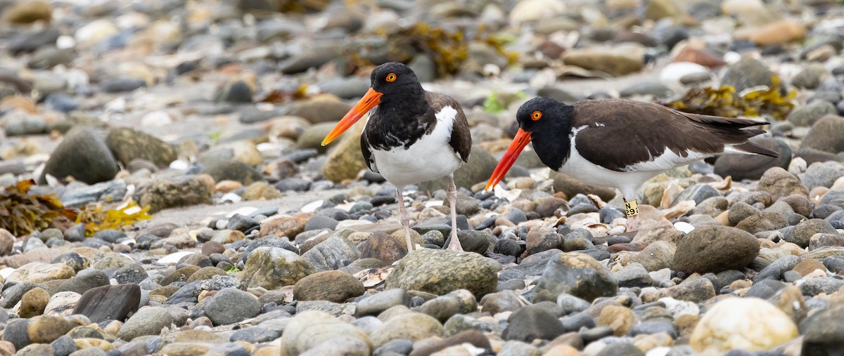 American Oystercatcher - ML638378137