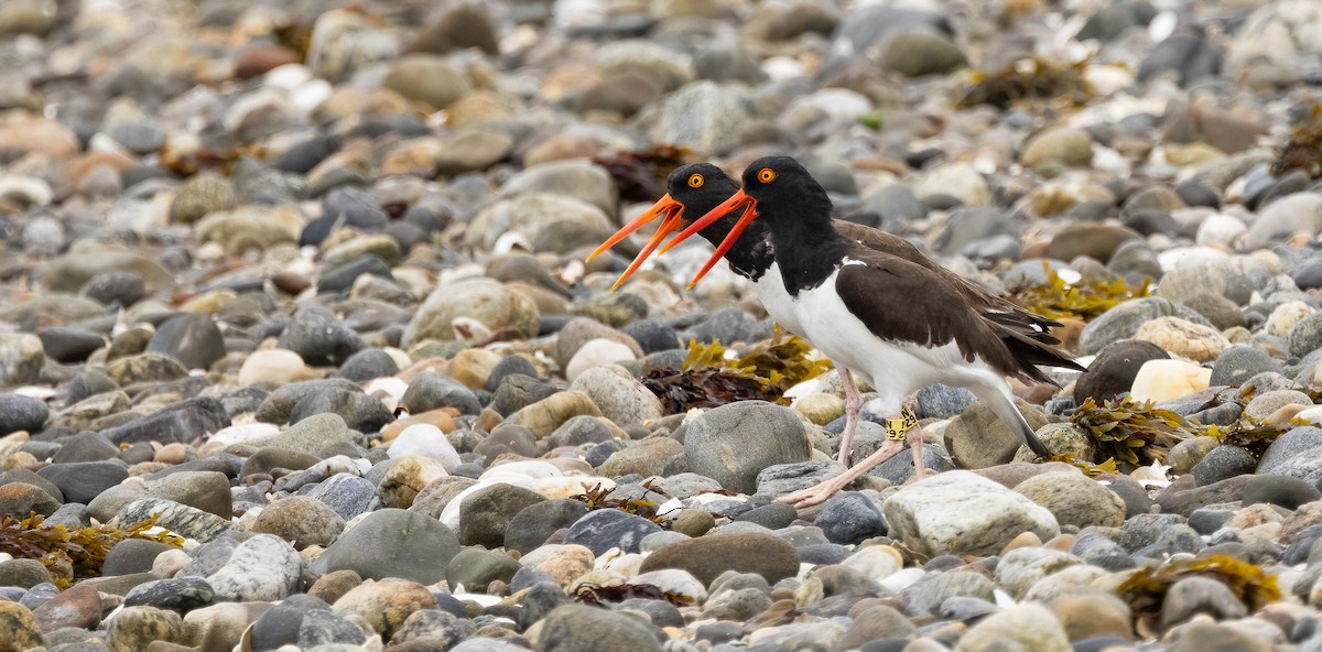 American Oystercatcher - ML638378138
