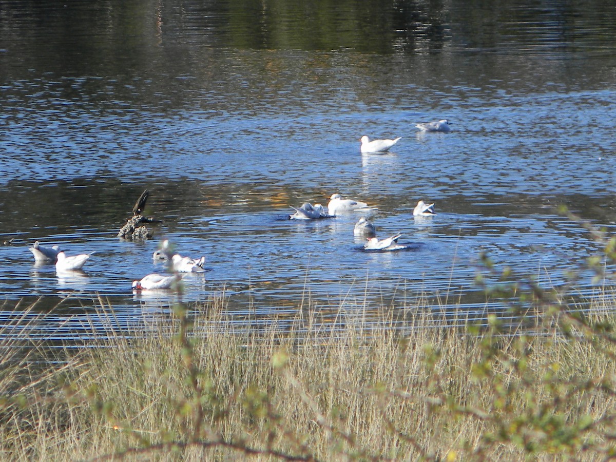 Brown-hooded Gull - ML638378167