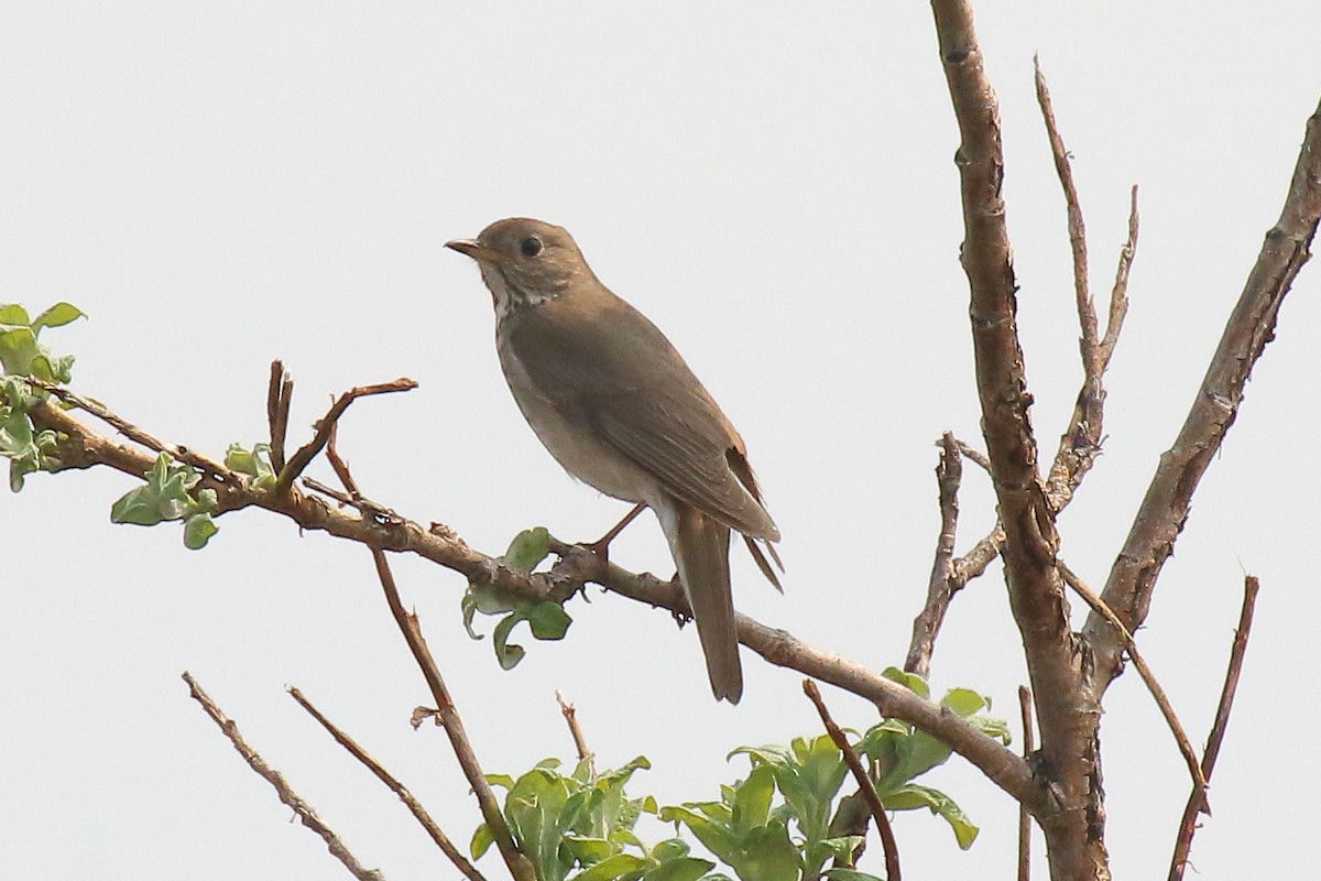 Gray-cheeked Thrush - ML638378183