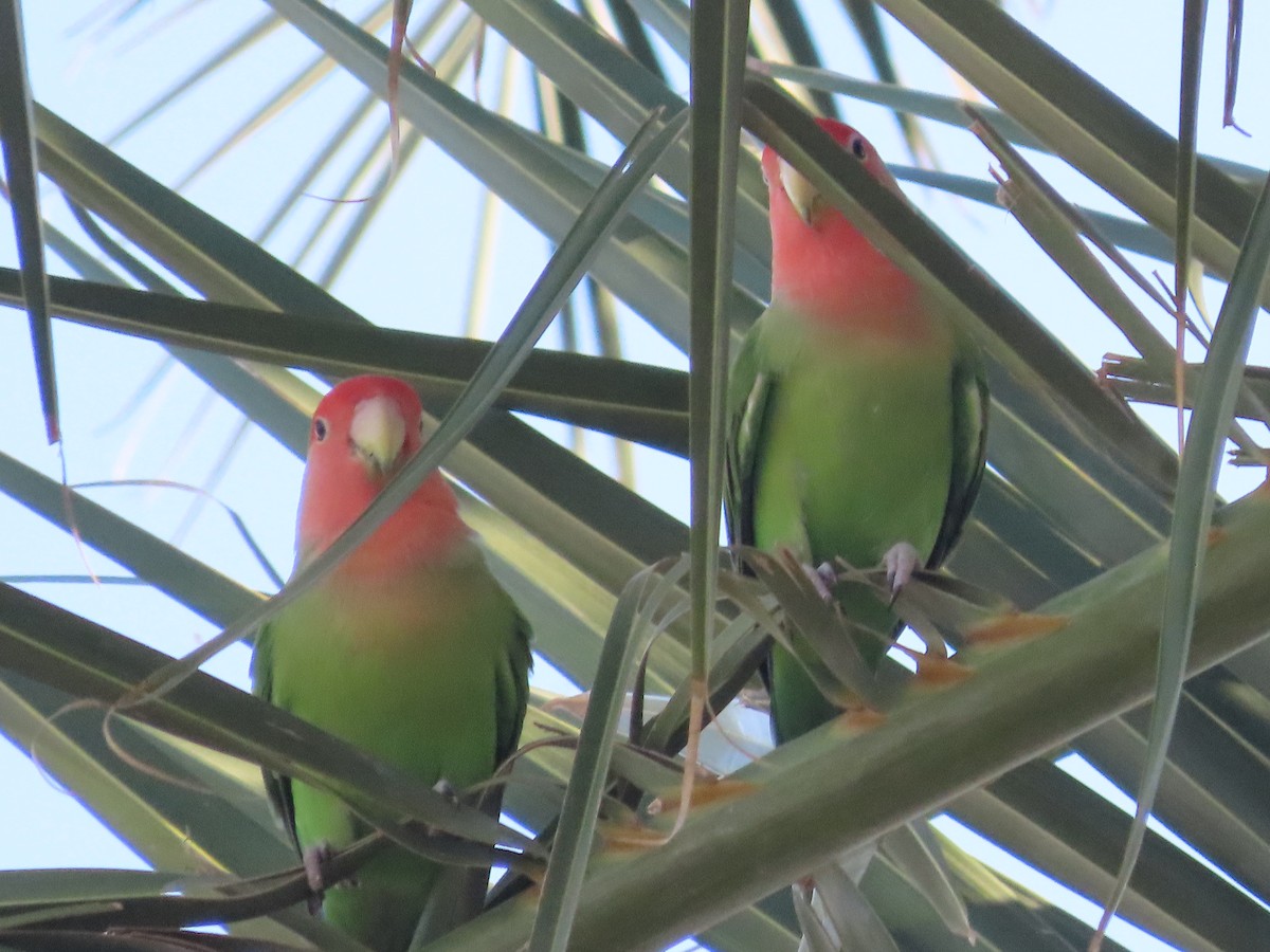 Rosy-faced Lovebird - ML638378198