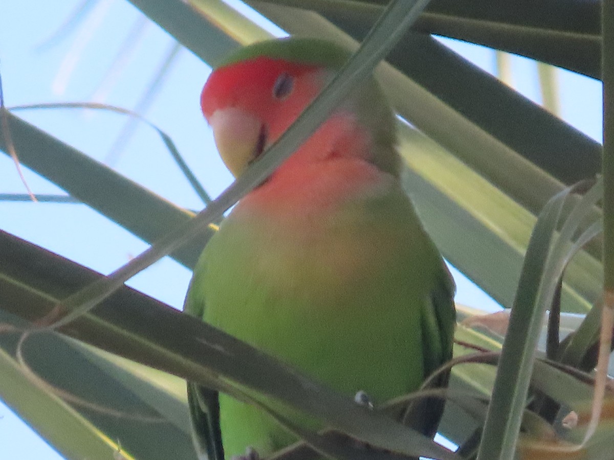 Rosy-faced Lovebird - ML638378201