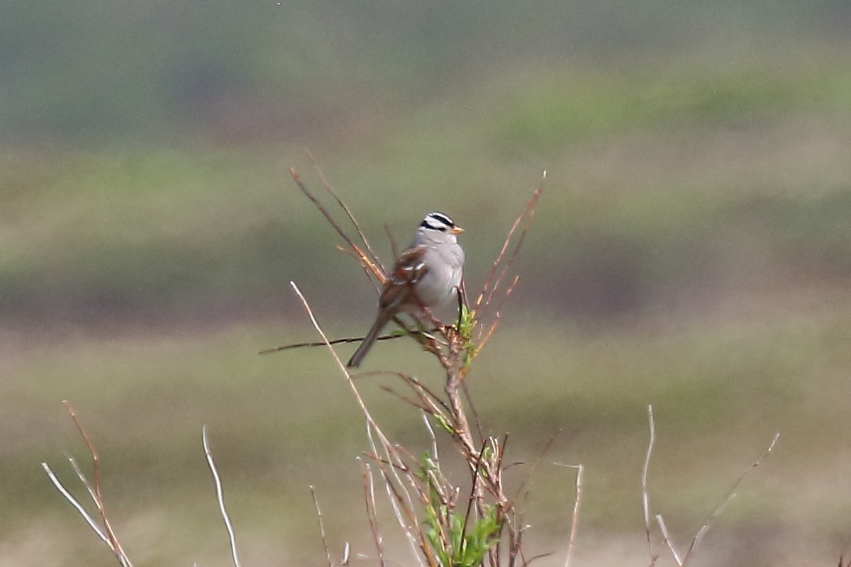 White-crowned Sparrow - ML638378203