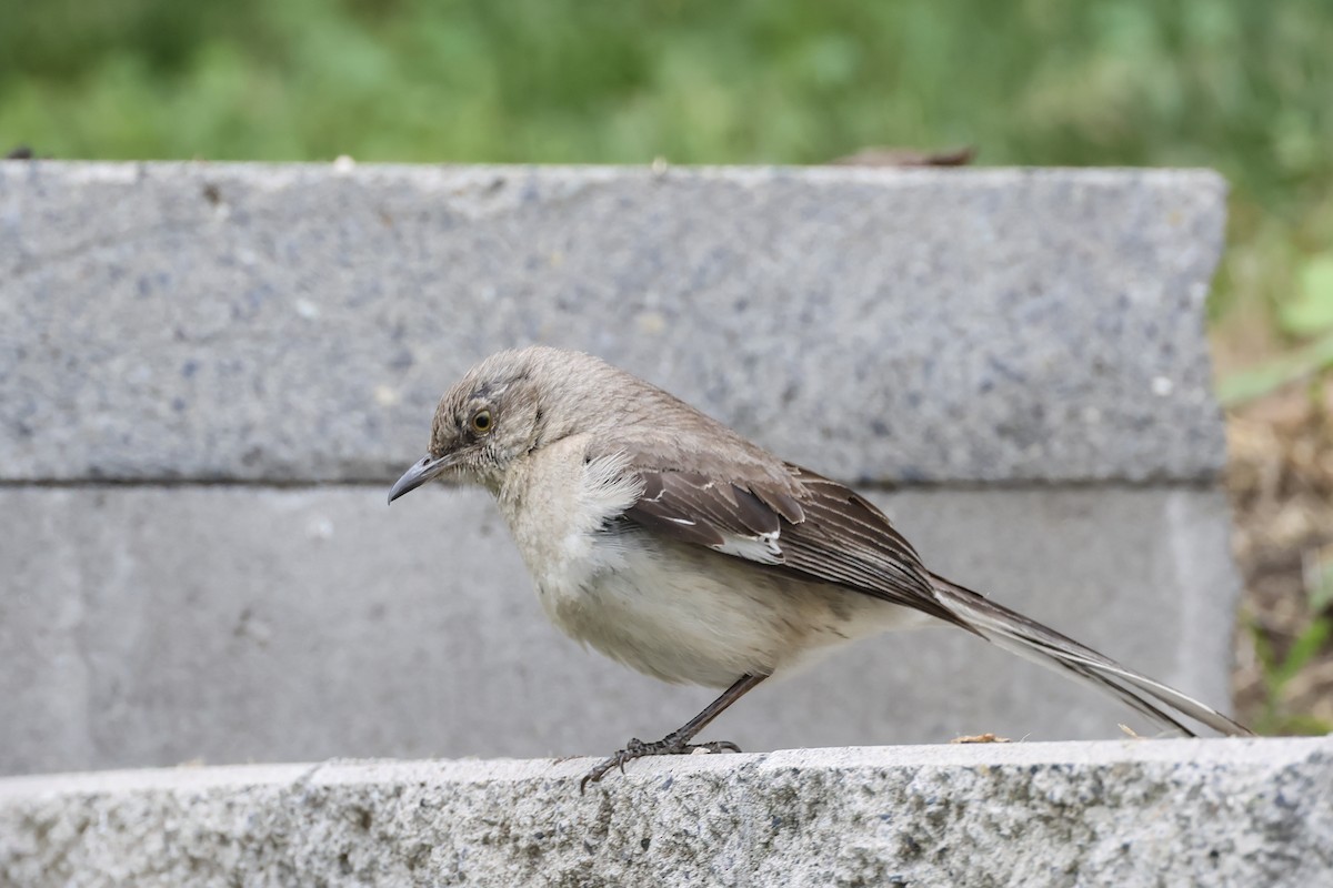 Northern Mockingbird - ML638378214