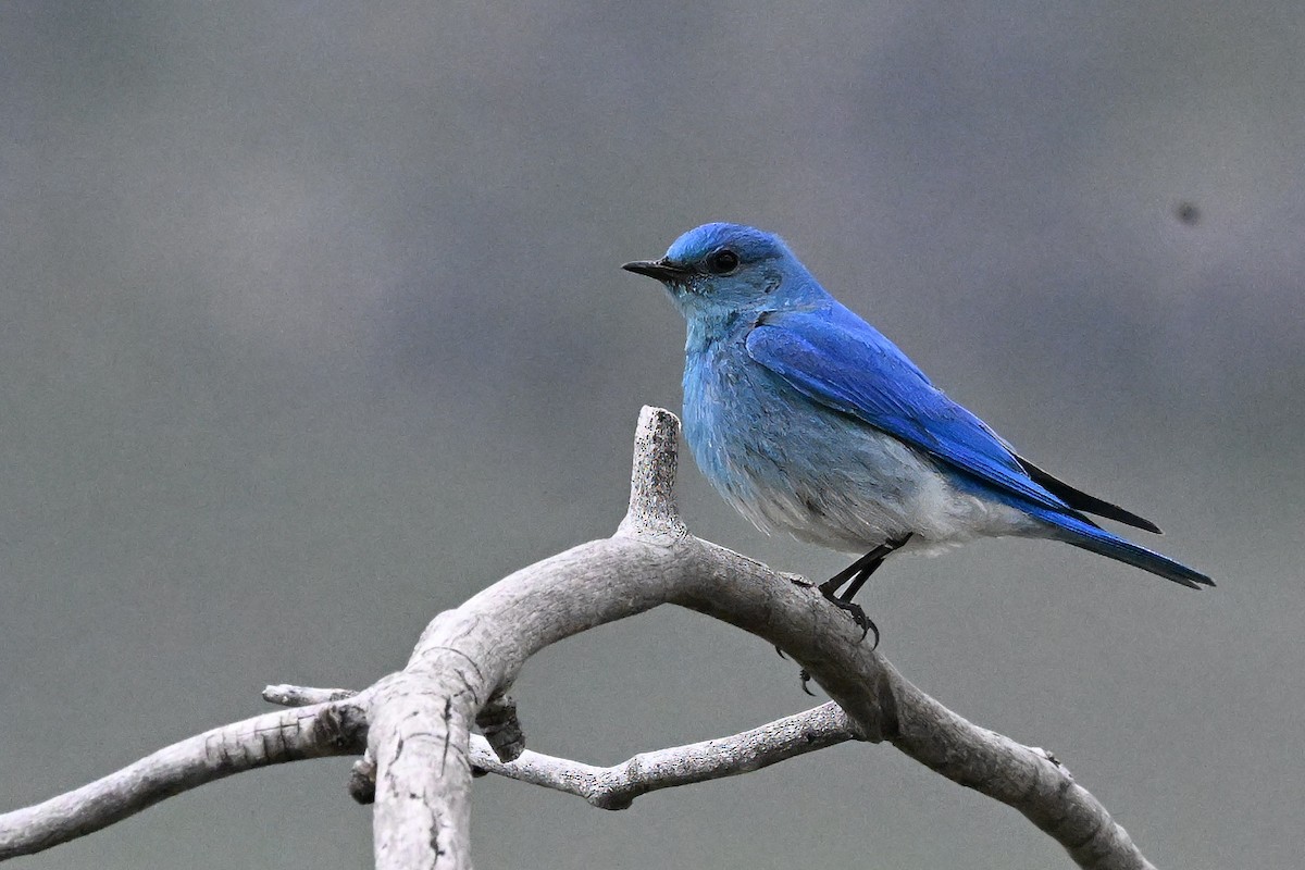 Mountain Bluebird - ML638378221