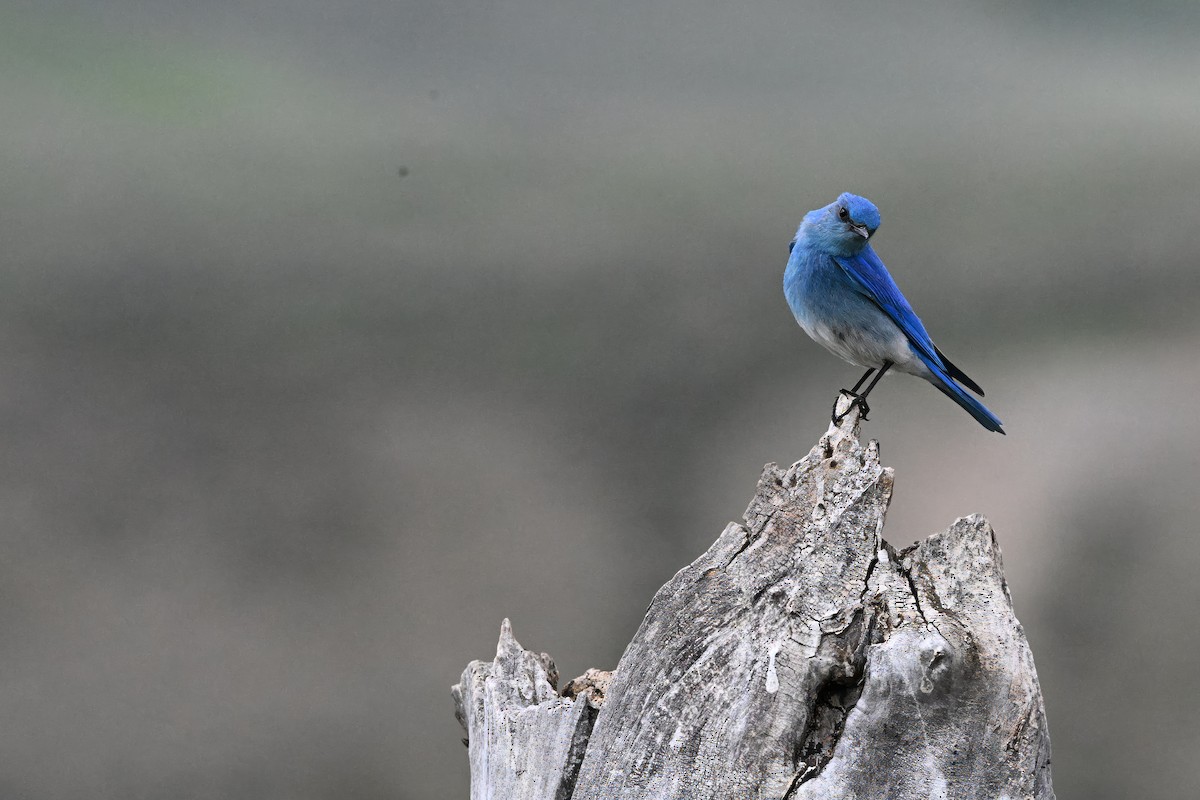 Mountain Bluebird - ML638378222