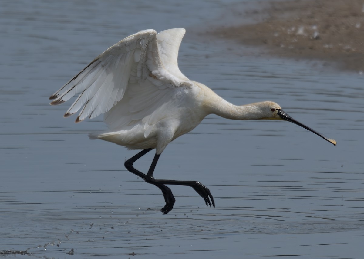 Eurasian Spoonbill - ML638378255