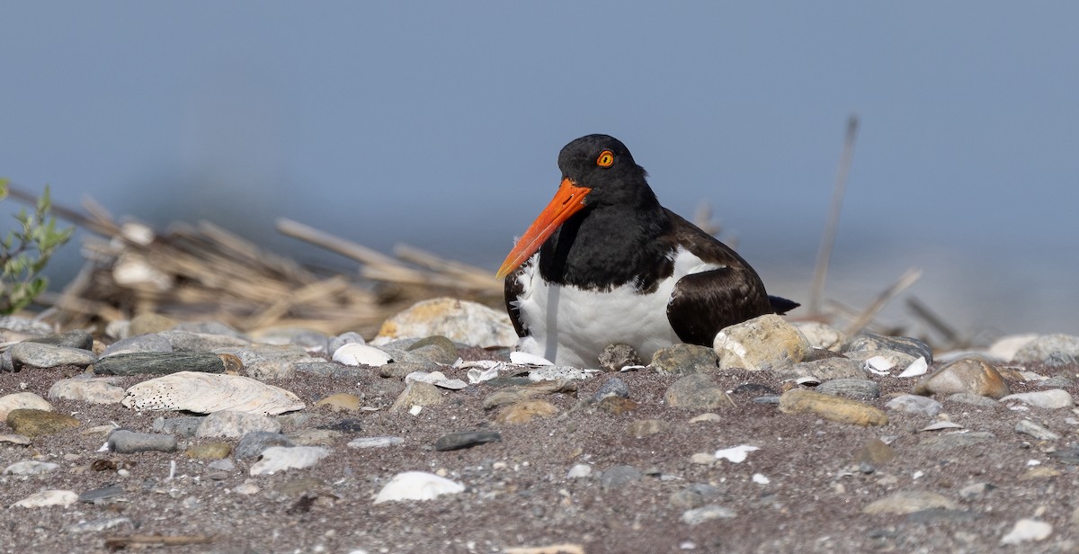 American Oystercatcher - ML638378270