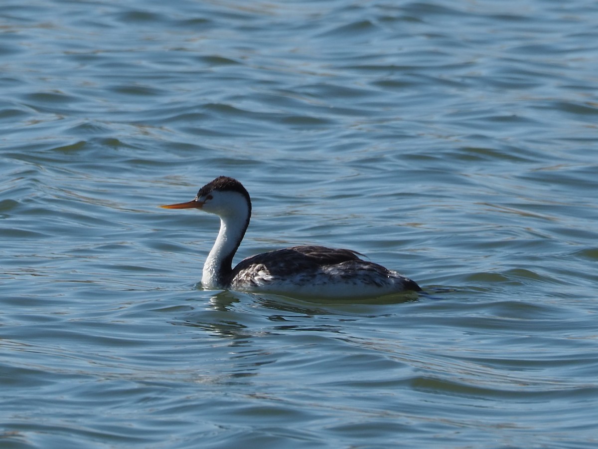 Clark's Grebe - ML638378295