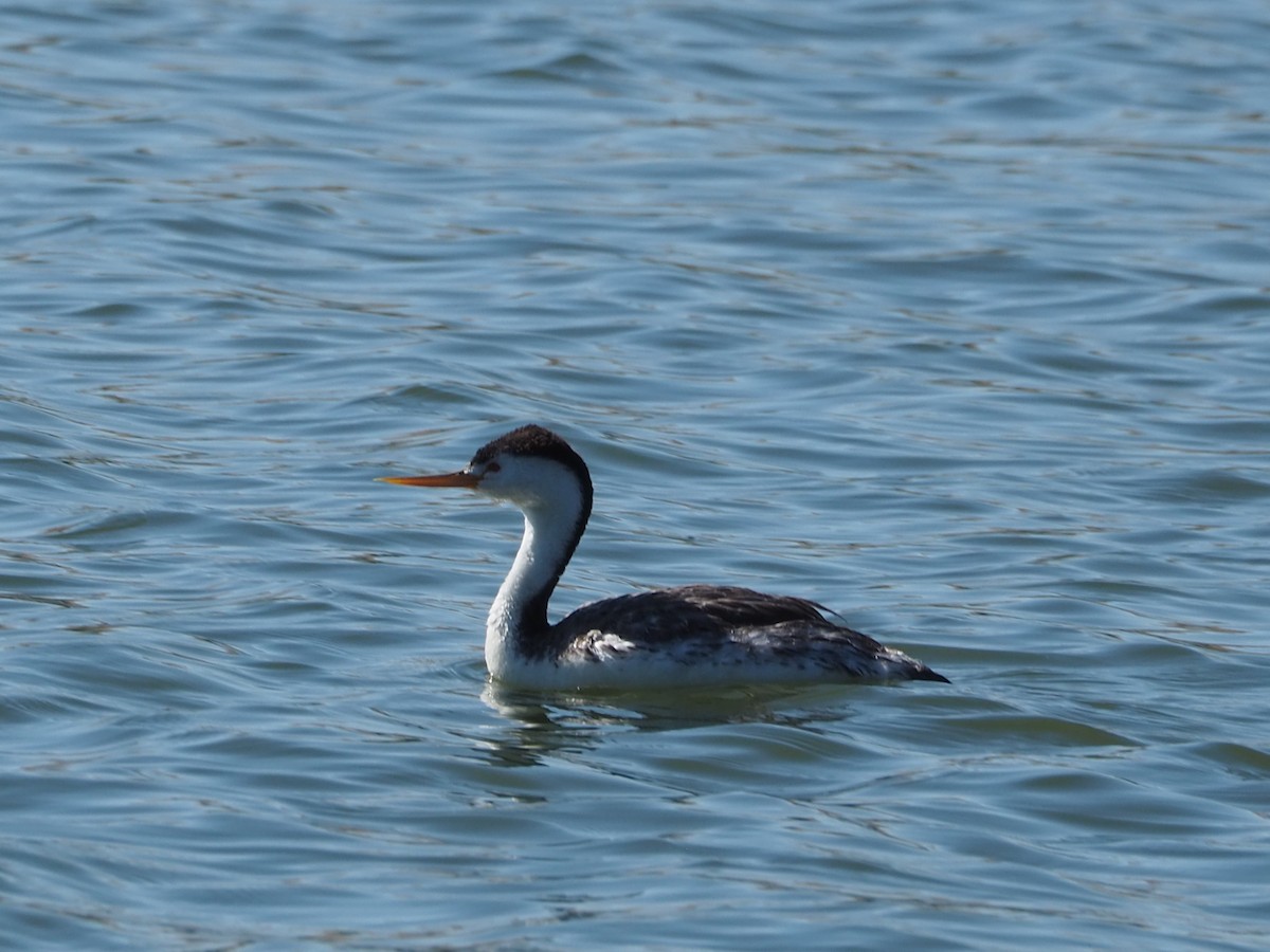 Clark's Grebe - ML638378296