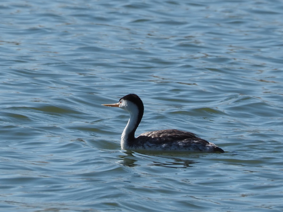 Clark's Grebe - ML638378297