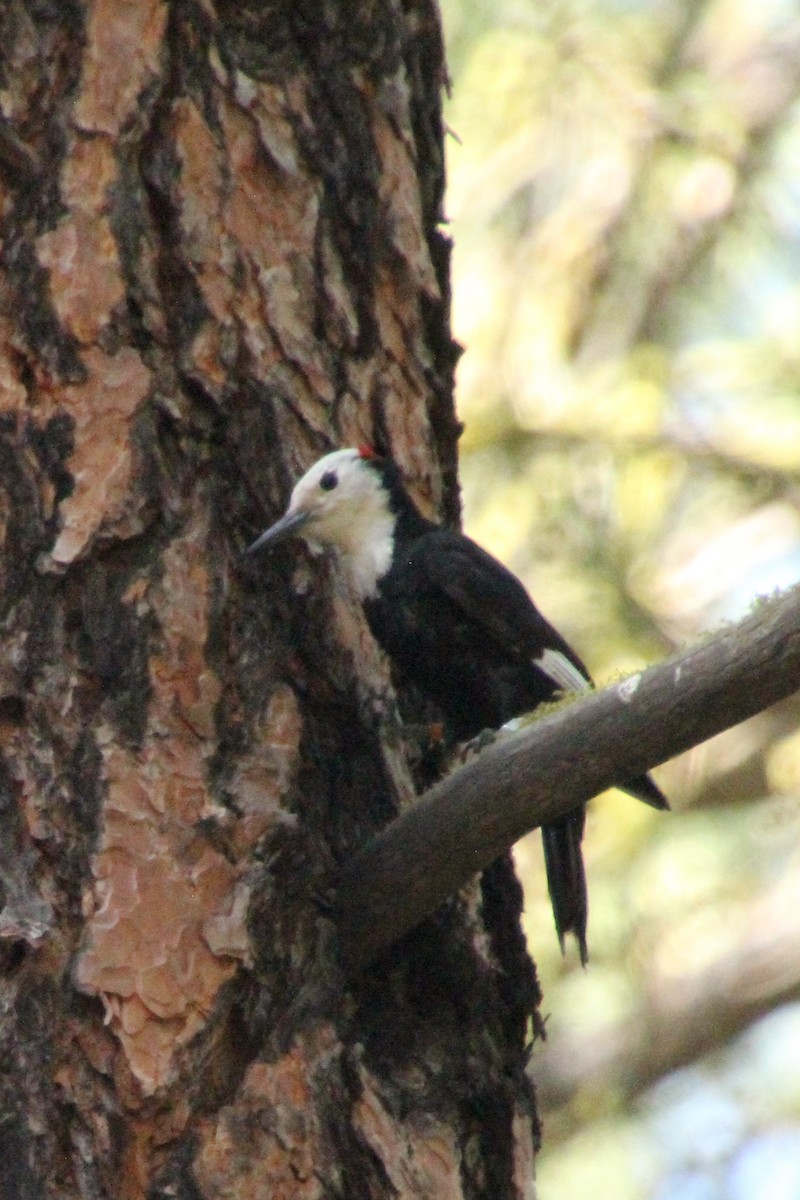 White-headed Woodpecker - ML638378298