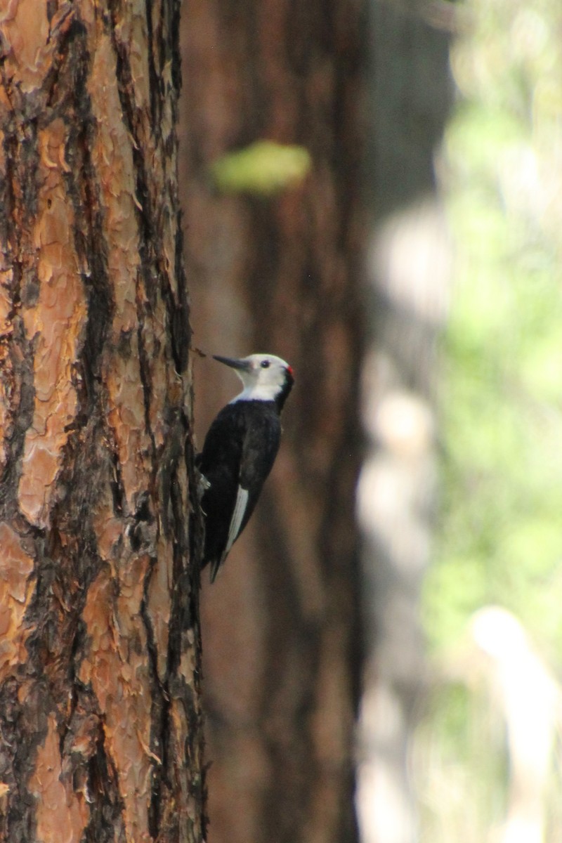 White-headed Woodpecker - ML638378299