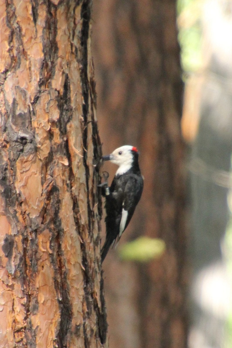 White-headed Woodpecker - ML638378300