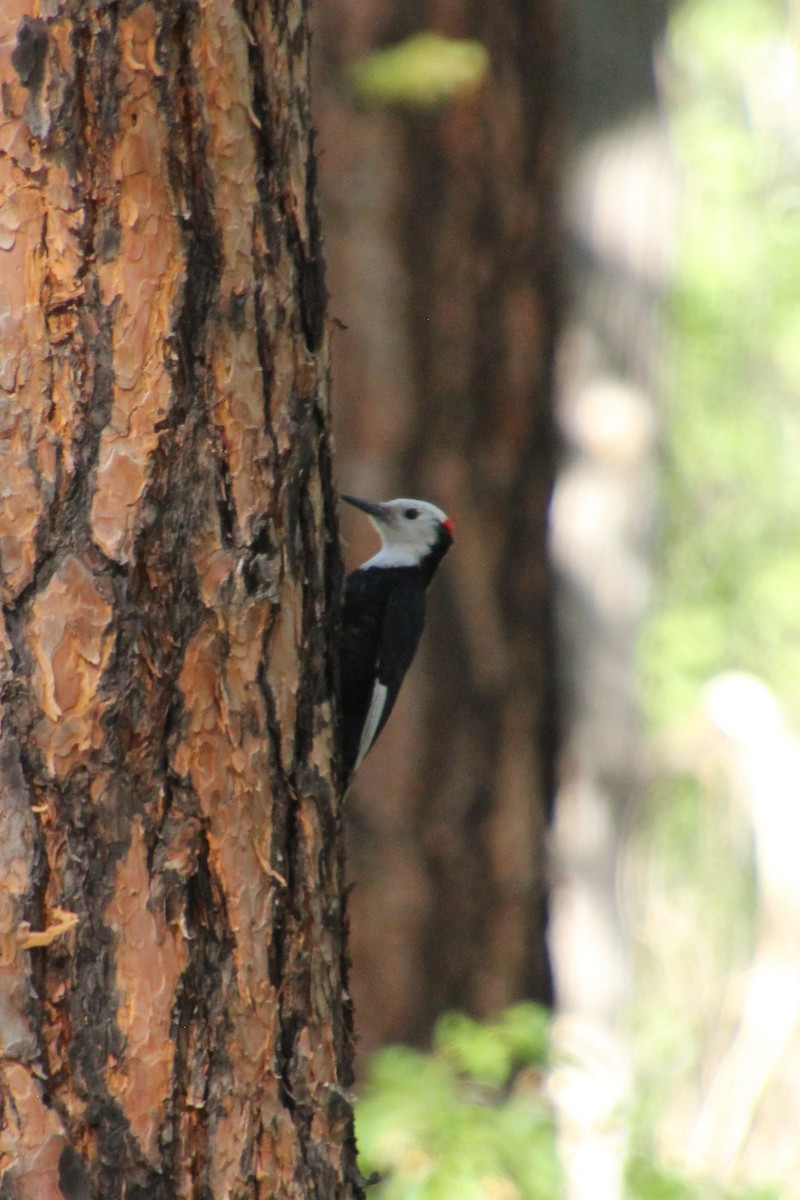 White-headed Woodpecker - ML638378301
