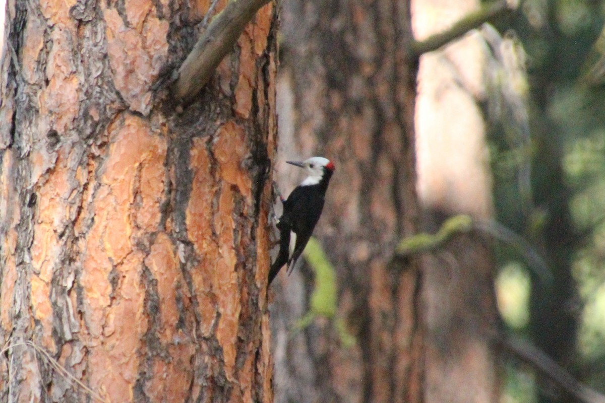 White-headed Woodpecker - ML638378302