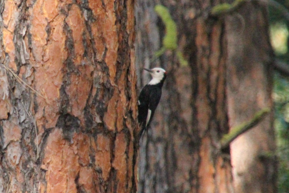 White-headed Woodpecker - ML638378303
