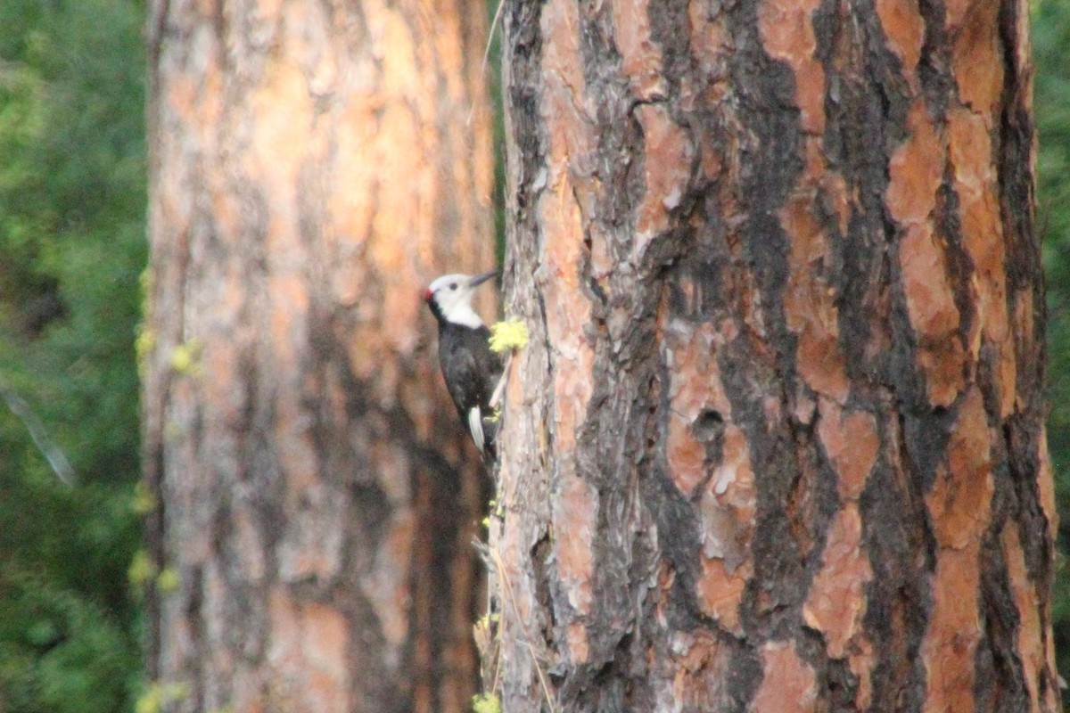 White-headed Woodpecker - ML638378305