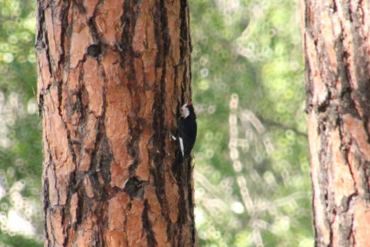 White-headed Woodpecker - ML638378306