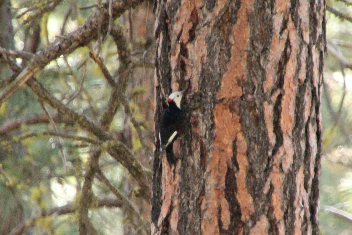 White-headed Woodpecker - ML638378307