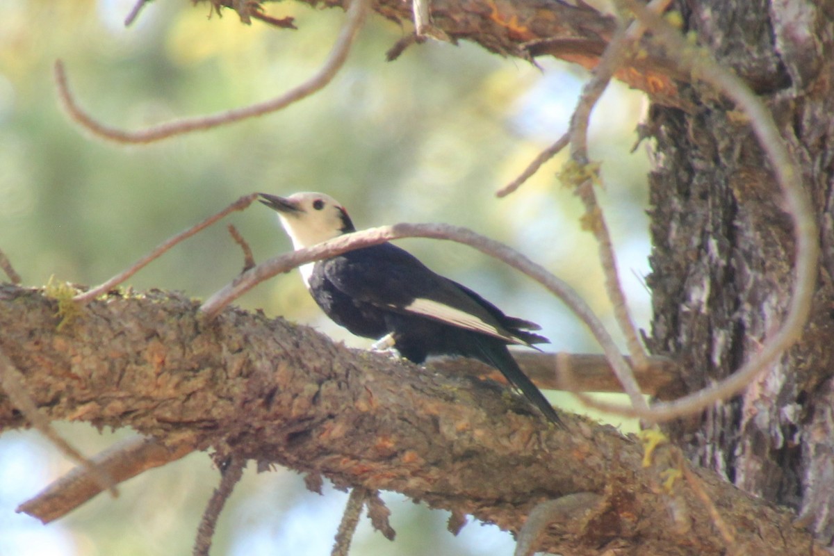 White-headed Woodpecker - ML638378308