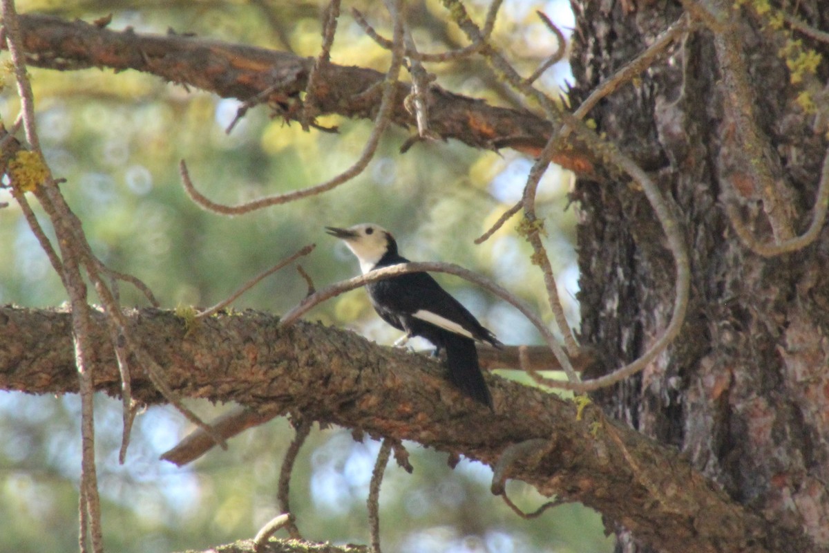 White-headed Woodpecker - ML638378309