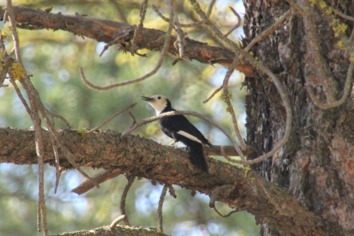 White-headed Woodpecker - ML638378310