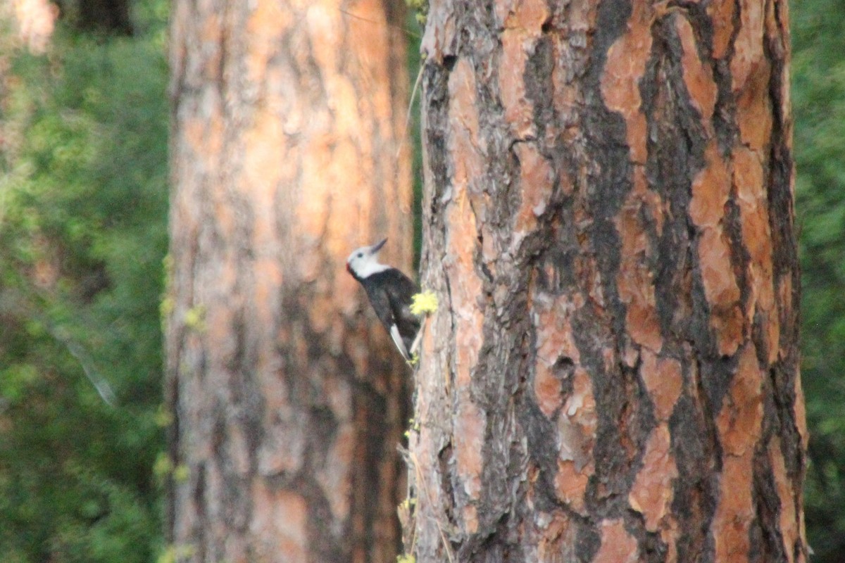 White-headed Woodpecker - ML638378311