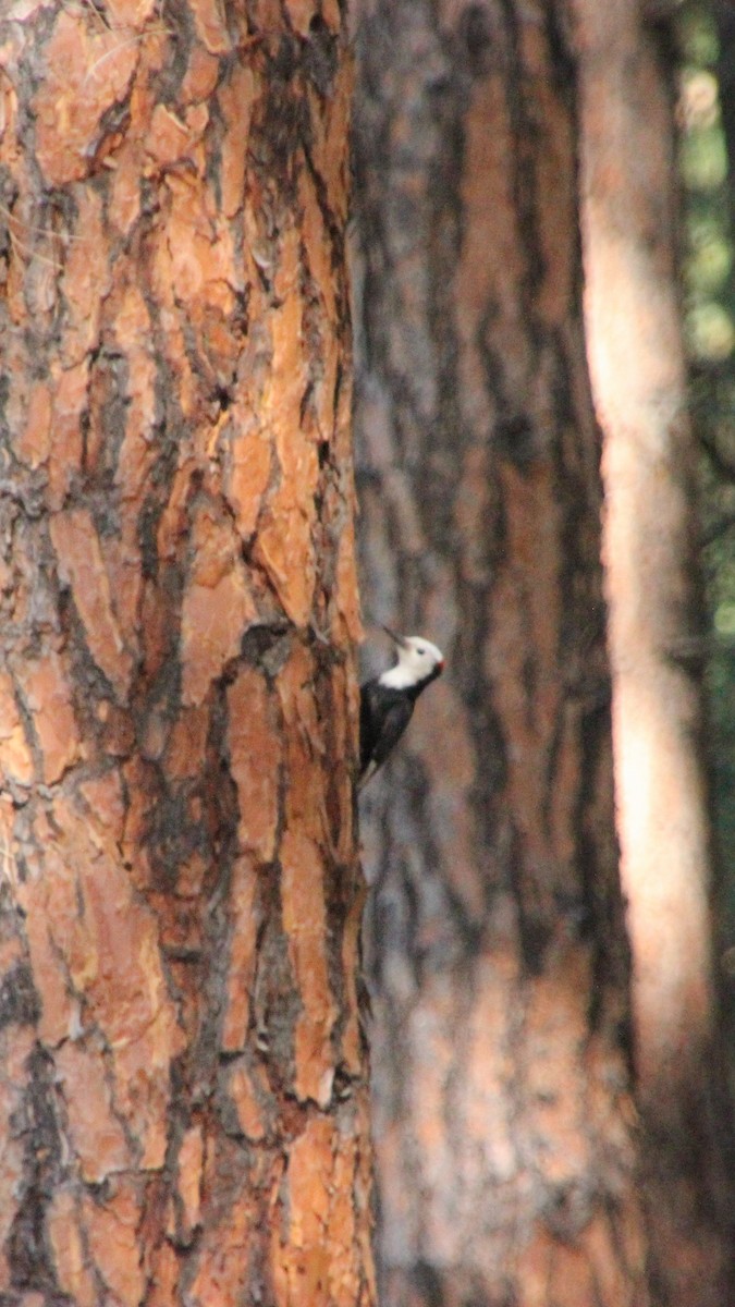 White-headed Woodpecker - ML638378312