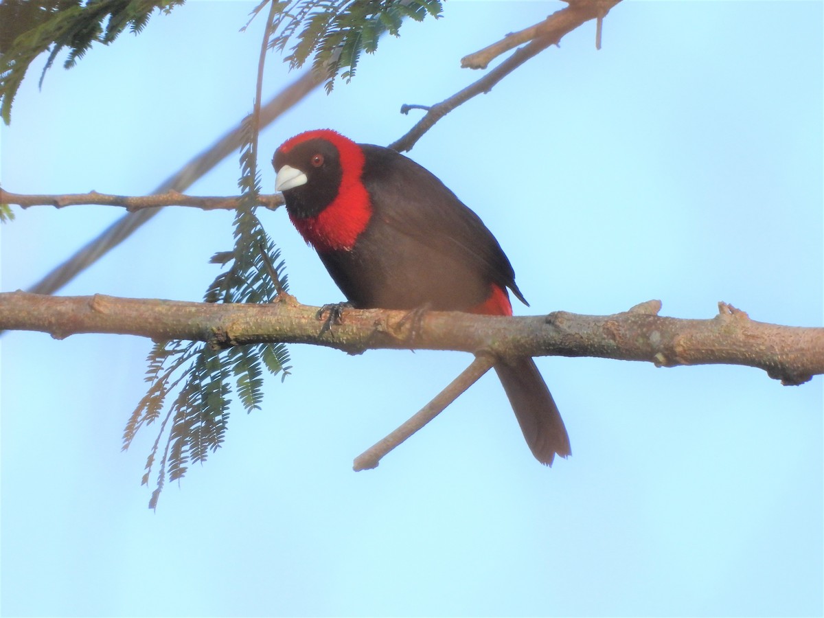 Crimson-collared Tanager - ML638378327