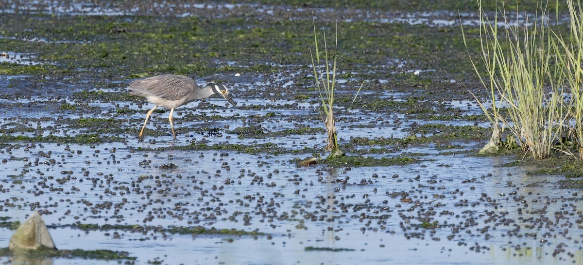 Yellow-crowned Night Heron - ML638378334