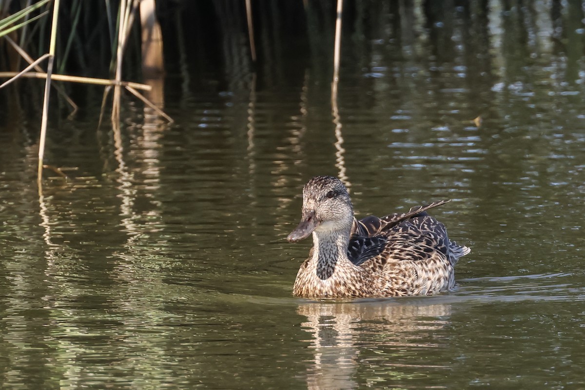 Gadwall - ML638378335