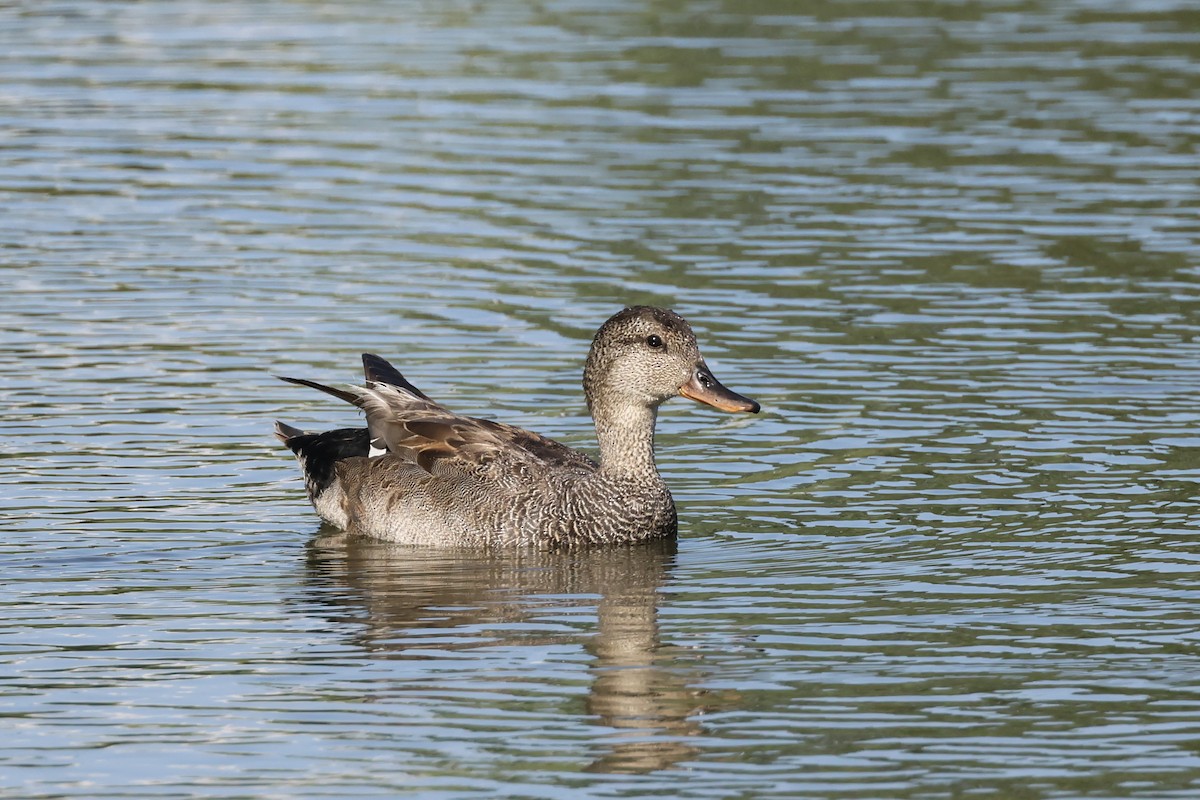 Gadwall - ML638378336