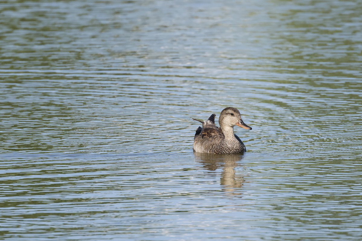 Gadwall - ML638378337