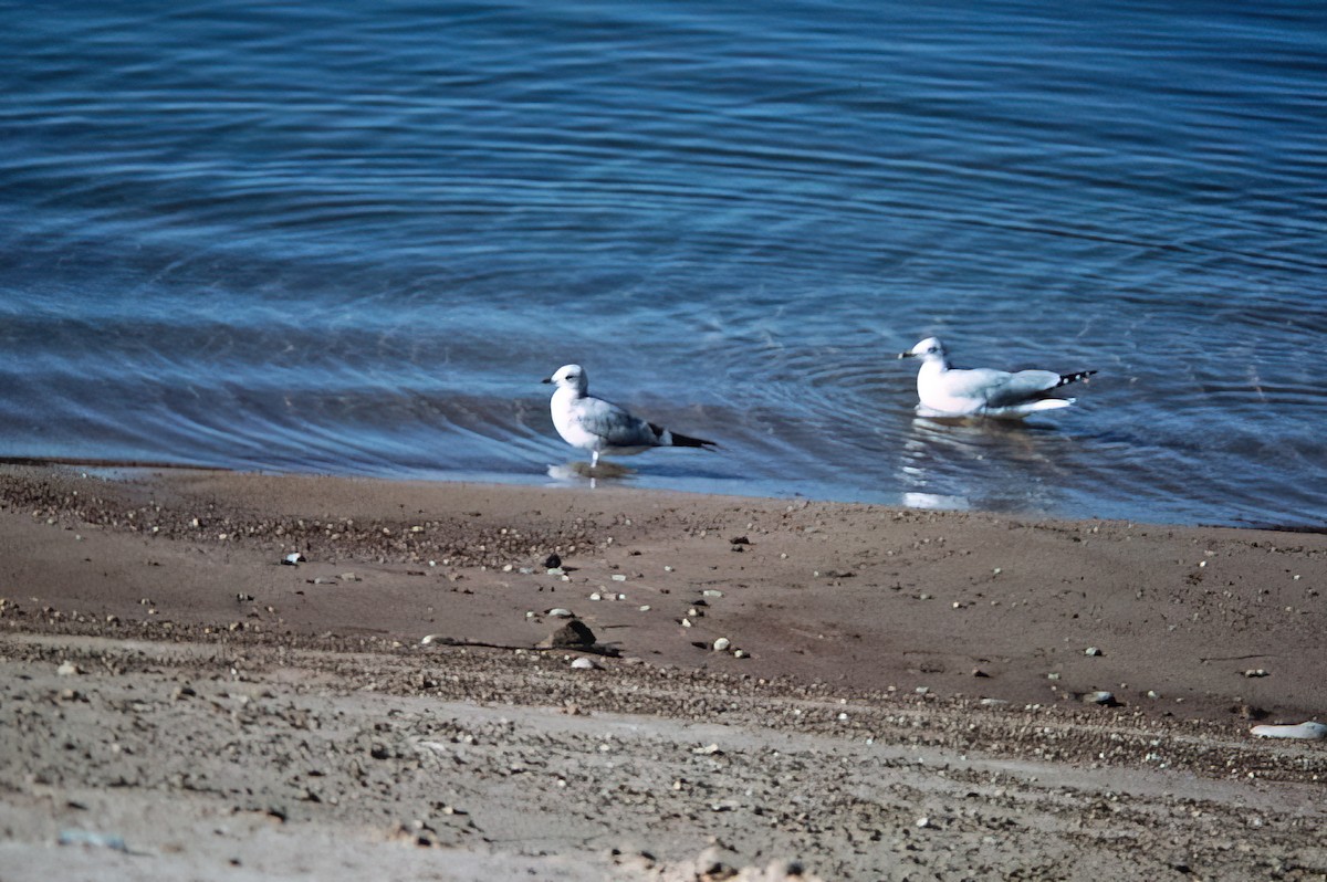 コカモメ - ML638378357