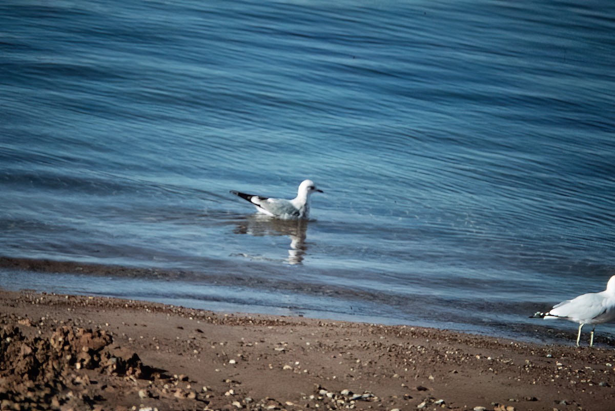 コカモメ - ML638378358