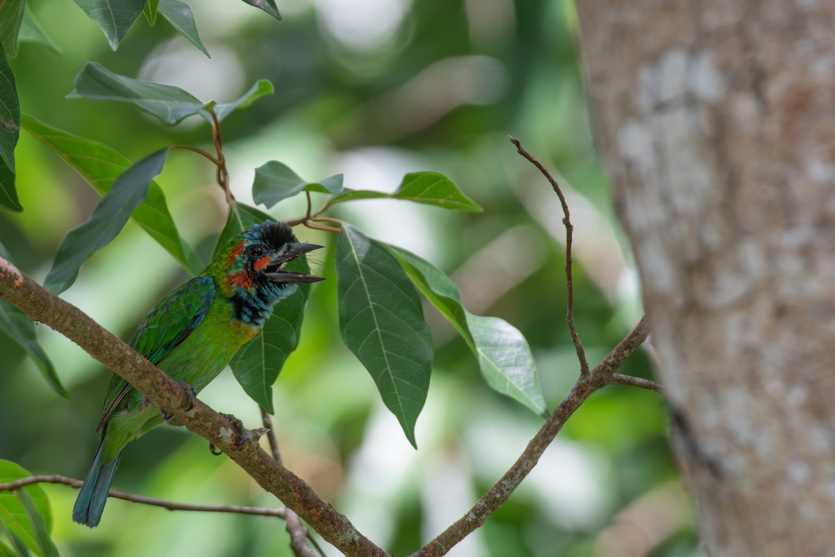 Blue-eared Barbet - ML638378359