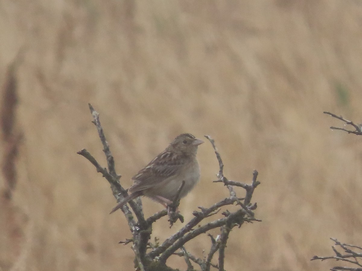 Grasshopper Sparrow - ML638378360