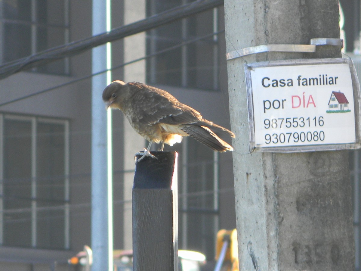 Chimango Caracara - ML638378362